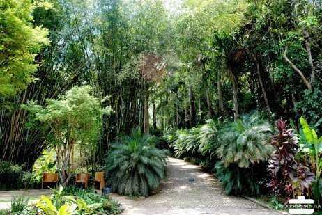 Beleza dos jardins no Inhotim
