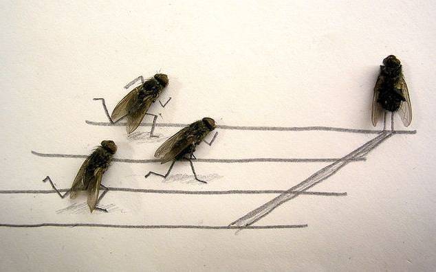 Corrida de moscas