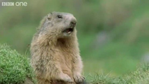 Marmota em vídeo da série Funny Talking Animals