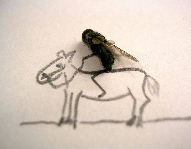 Mosca cavalgando