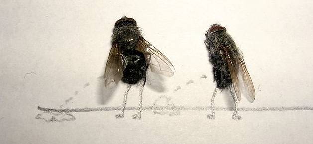 Mosca fazendo xixi