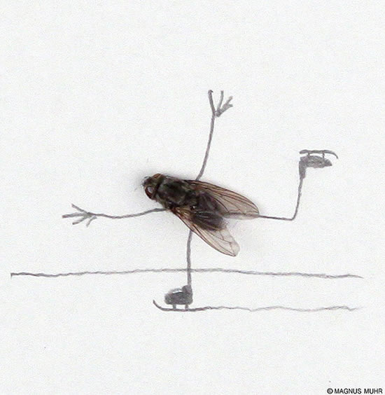 Mosca patinando