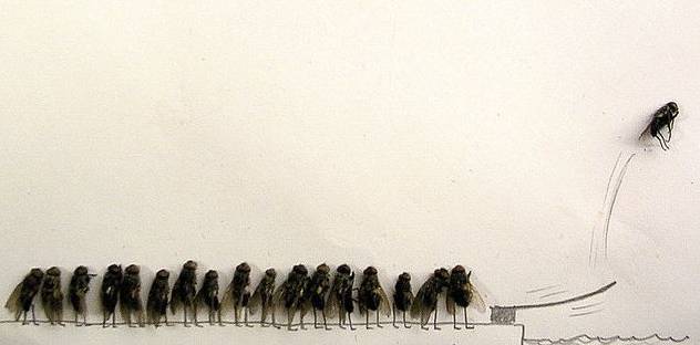 Fila de moscas no trampolin