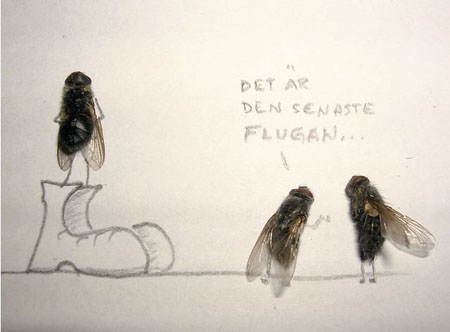Mosca de sapato