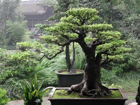 Cuidados com bonsai