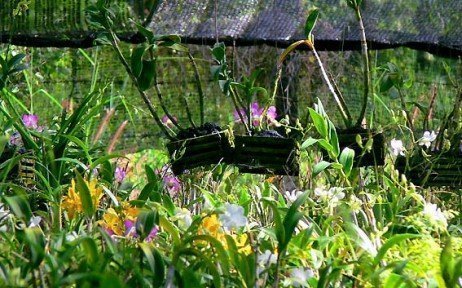 Plantando orquídeas