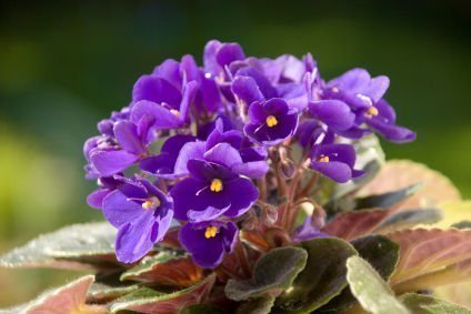 Plantando violetas