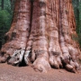 Qual a maior árvore do mundo?